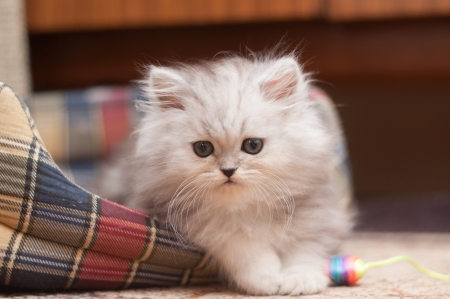 The small fluffy kitten lies in his bedの写真素材