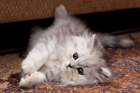 Playing kitty on the floorの写真素材
