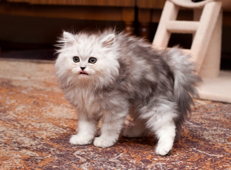 young persian scary kittenの写真素材