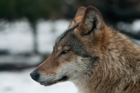 gray wolf (Canis lupus) in snow