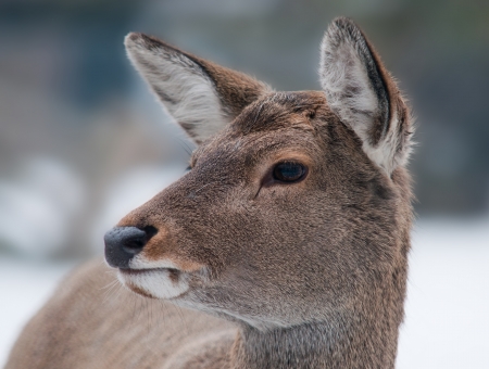 portrait of a female red deer cervusの写真素材