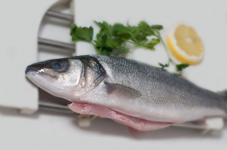Pike perch on white の写真素材