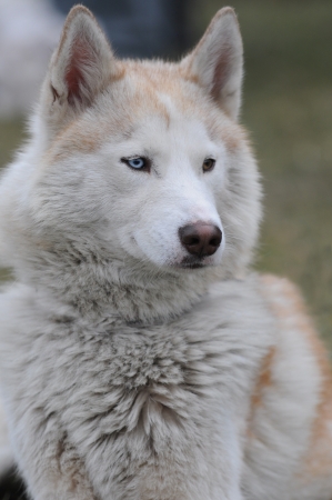 portrait of siberian huskyの写真素材