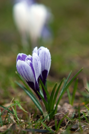Spring holiday crocus flowersの写真素材