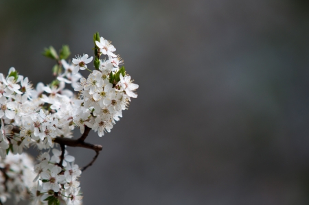 Apple blossom with space for textの写真素材