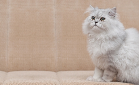 white persian cat on bed  with copy space の写真素材