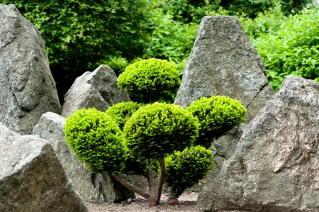 Bonsai treeの写真素材