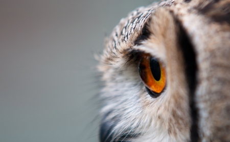 A side view of the head of a European Eagle Owlの写真素材