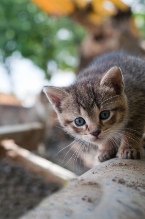  curious young kittenの写真素材