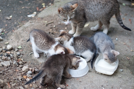 Mother watches as her childs drinks milkの写真素材