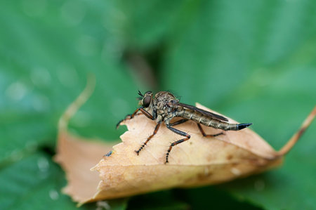 Insect gad horse fly