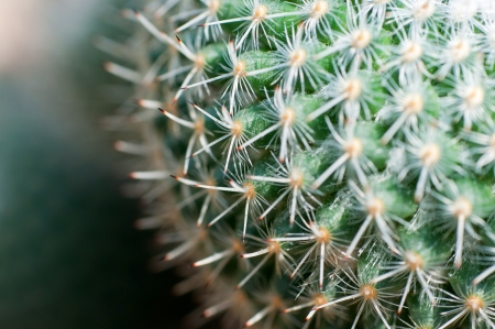 Close up of globe shaped cactus with long thornsの写真素材
