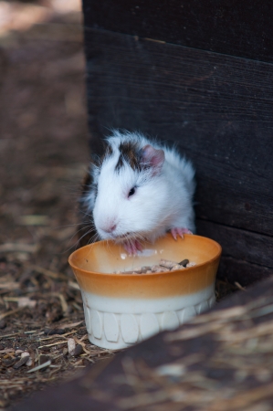 Single Guinea Pig (Cavia porcellus)の写真素材