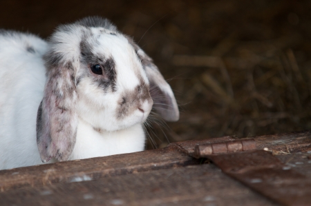 adorable young white bunny rabbit の写真素材