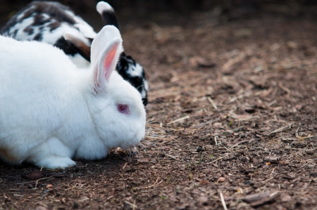 White Rabbit on the strawの写真素材