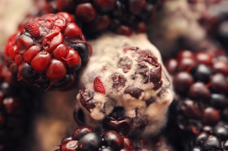 Macro photo of four mouldy blackberries covered in white fungus and decayingの写真素材