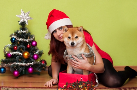Beautiful puppy with Christmas decorationsの写真素材