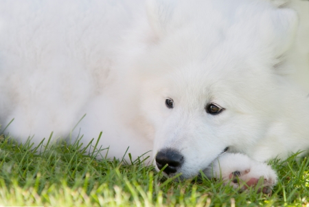 Adorable samoyed puppyの写真素材