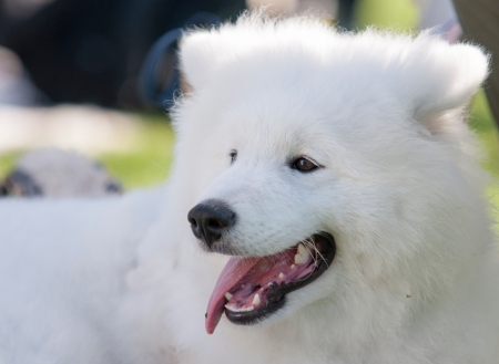 Adorable samoyed puppyの写真素材