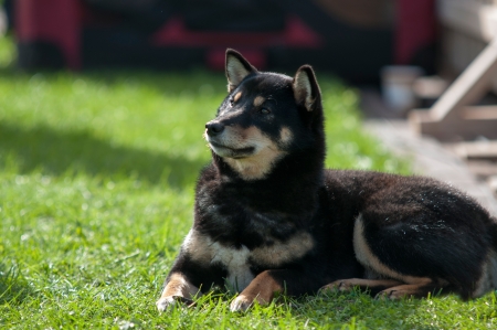 Old black Shiba Inuの写真素材