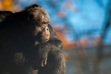 Chimpanzee on sunset