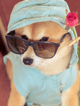 Vintage look from Shiba inu dog with jacket, hood, glasses and roseの写真素材