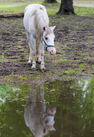 horse standing in a shallow pond の写真素材
