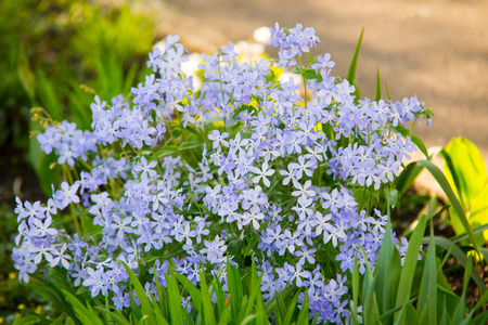 Blue lilac flowerの写真素材
