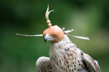 blind falcon