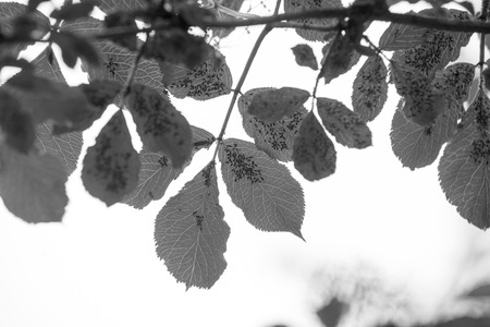 insects on leafの写真素材
