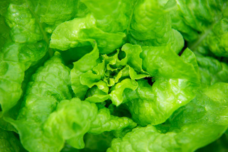 fresh lettuce leaves