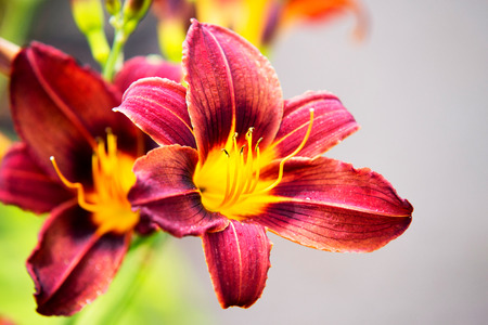 Tiger lily close upの写真素材