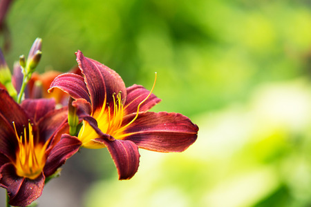 Flowerの写真素材