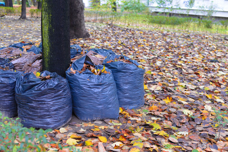 leaves rake in the rowの写真素材