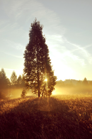 foggy morning on meadow. sunrise landscape photo with vintage effectの写真素材