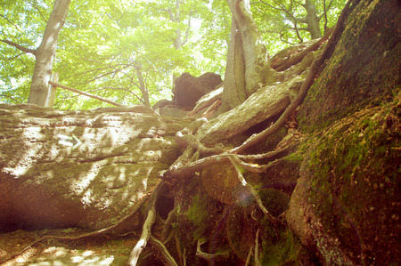 Vintage autumn forest mountain pathの写真素材