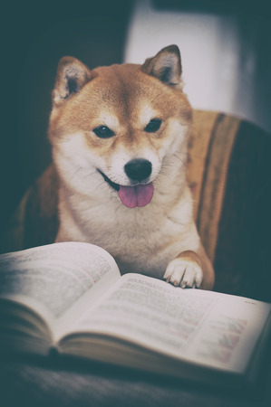 vintage photo of shiba inu dog with bookの写真素材