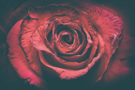 Close up image of beautiful red roseの写真素材