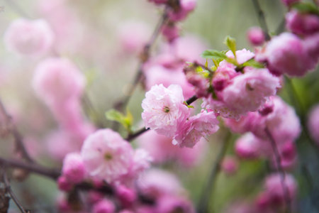peach flowers