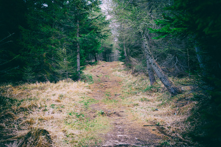 forest and trees vintage at sunriseの写真素材