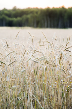 wheat field at the sunsetの写真素材