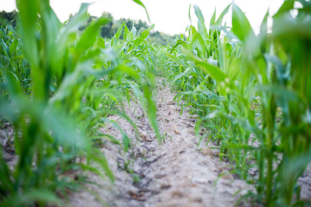 Green corn field