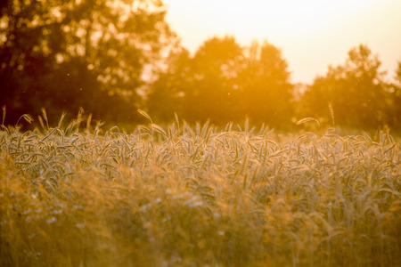 wheat field at the sunsetの写真素材
