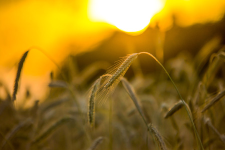 wheat field at the sunsetの写真素材