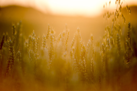 wheat field at the sunsetの写真素材