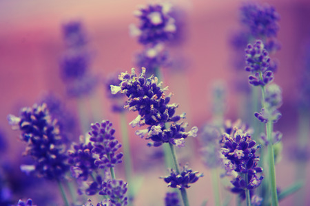 Lavender close up on blue flowerの写真素材