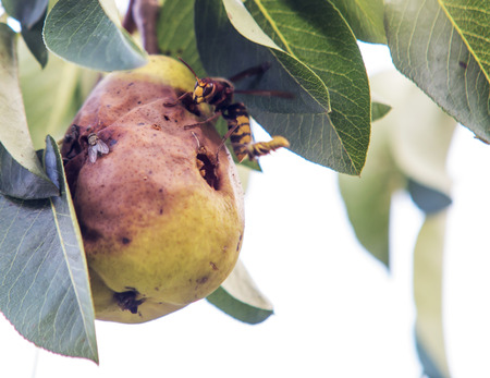 Hornet on appleの写真素材