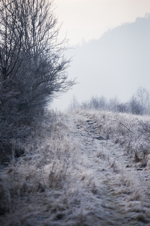 Frozen tree in mist with grass and bush covered by frosの写真素材