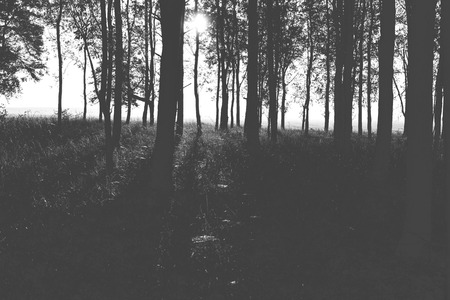 vintage hard black and white forest backgroundの写真素材