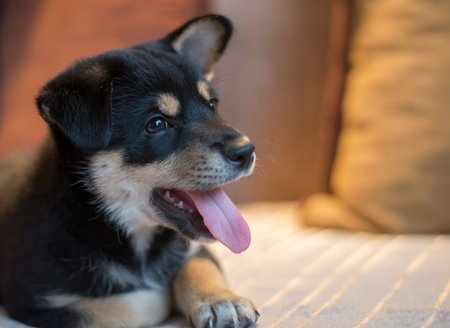 happy shiba inu on bedの写真素材